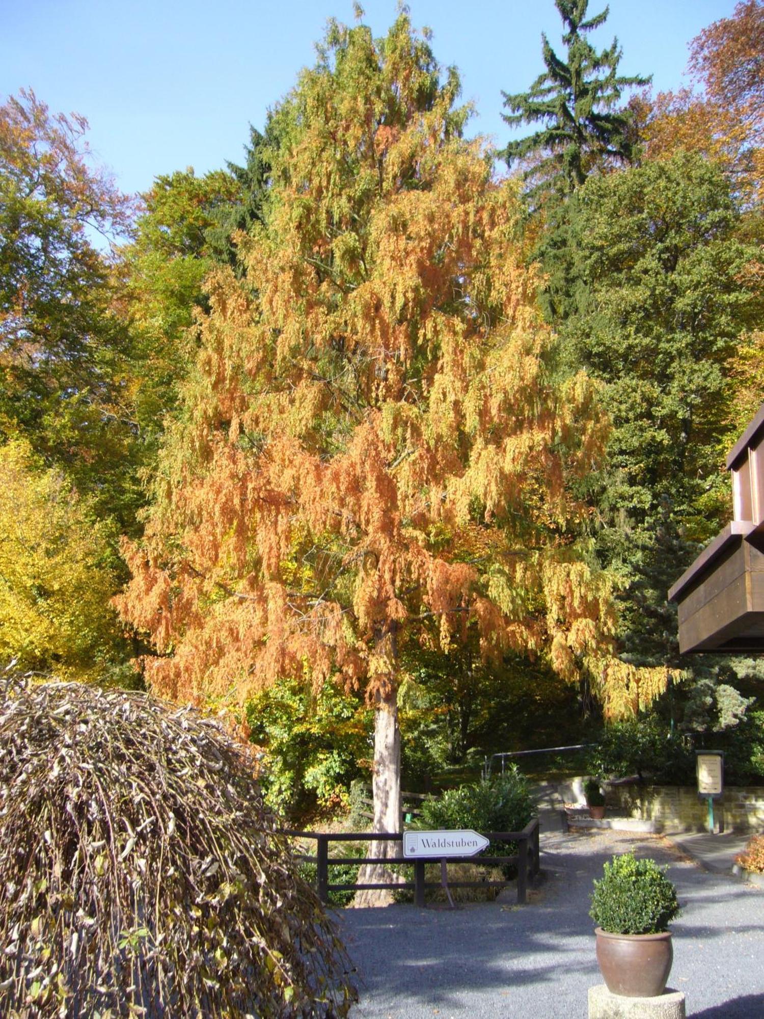 Romantik Waldhotel Mangold Bergisch Gladbach Kültér fotó